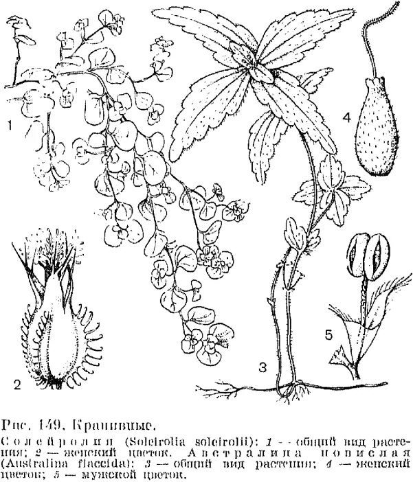 Строение крапивы двудомной. Крапива двудомная диаграмма цветка. Формула цветка крапивы двудомной. Крапива двудомная строение. Строение цветка крапивы.