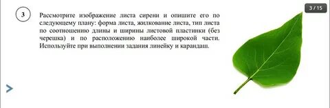 Форма листа сирени