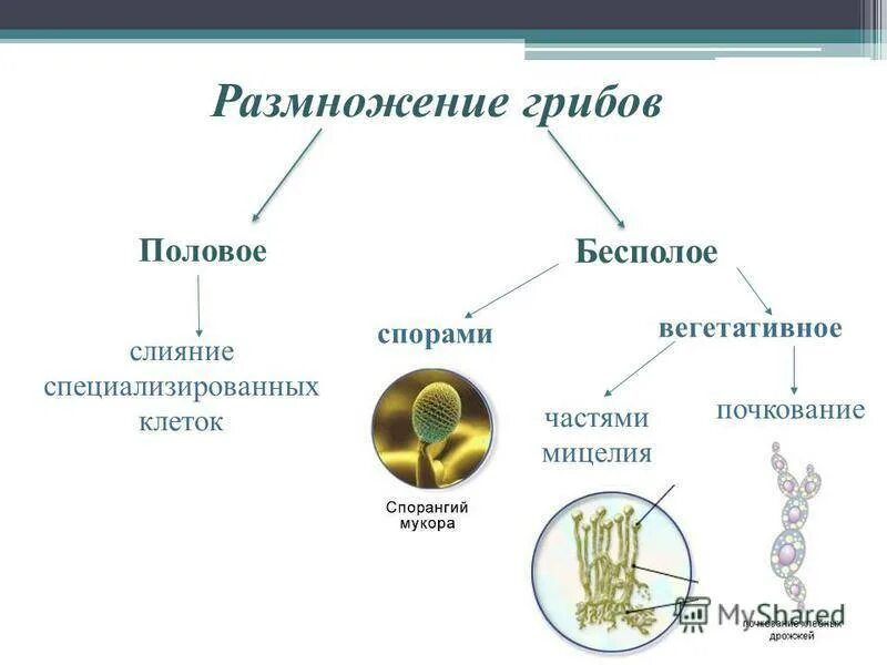 Типы размножения грибов схема. Виды бесполого размножения грибов. Типы бесполого размножения грибов схема. Бесполое размножение грибов схема.