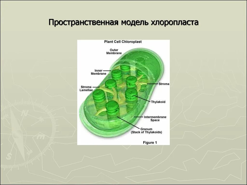 В каких клетках расположена основная масса хлоропластов. Строение хлоропласта растительной клетки. Строение хлоропласта 3д. Строение хлоропласта ЕГЭ биология. Основные структуры хлоропласта.