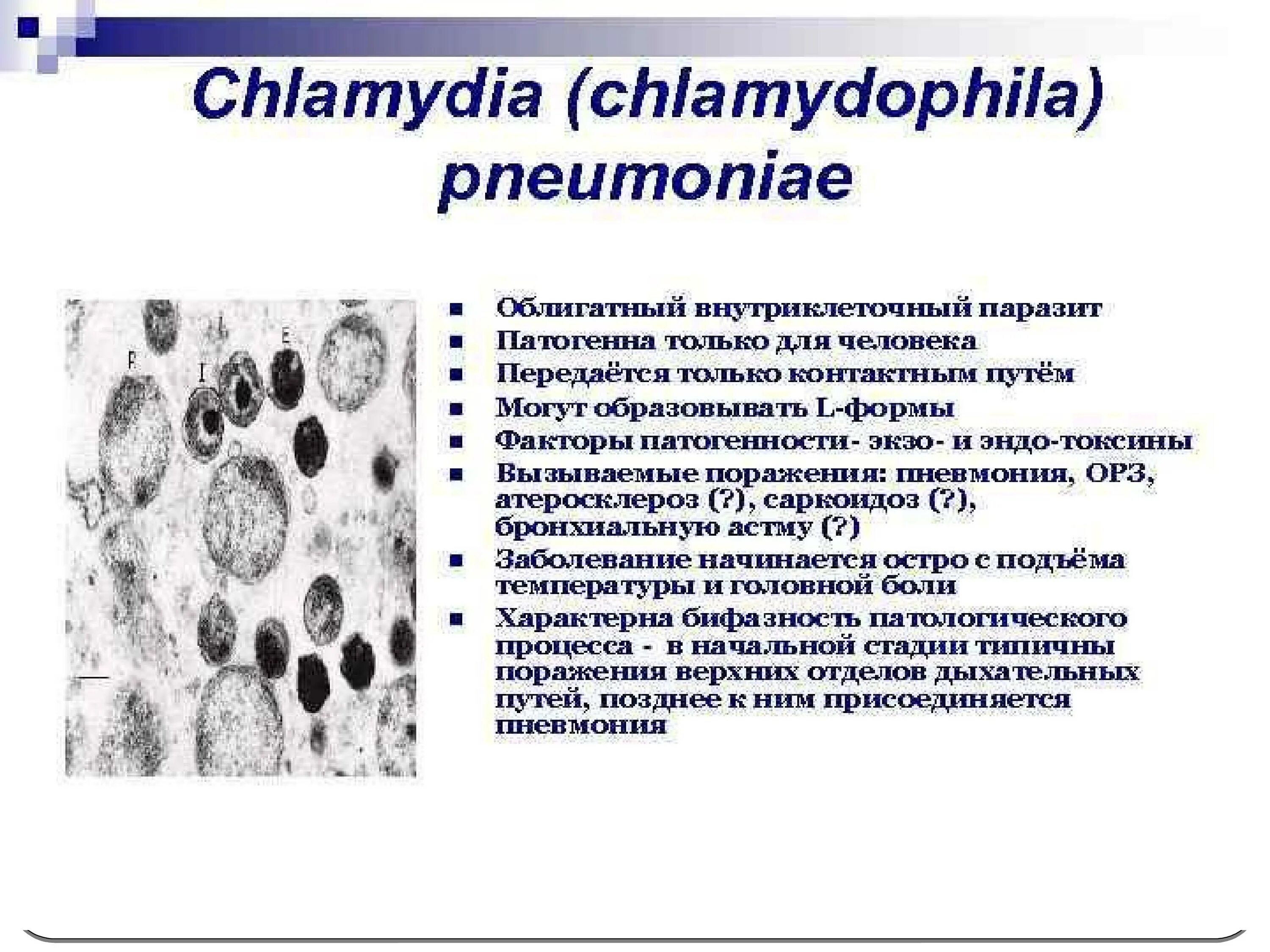 Chlamydia pneumoniae микробиология токсины. Хламидии пневмонии факторы патогенности. Chlamydophila pneumoniae патогенность.