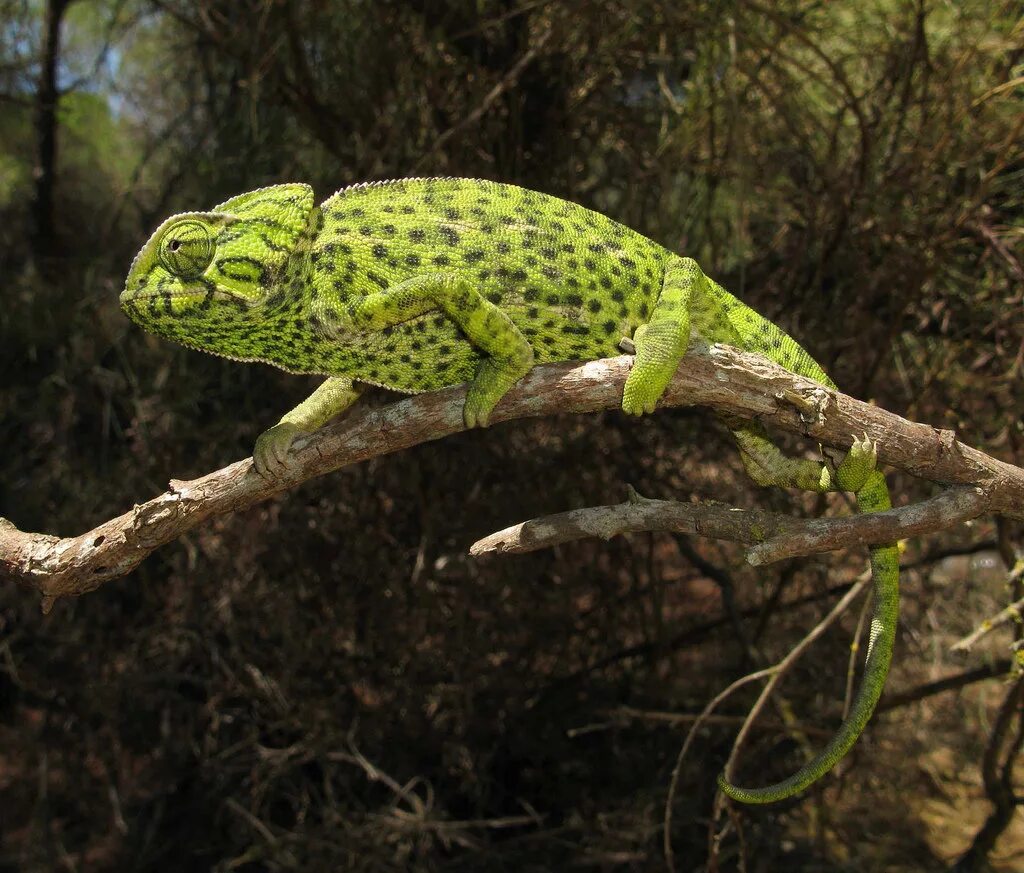 хамелеон мадагаскарский ошагнеси. рептилии пантеровый хамелеон. пантеровый хамелеон. хамелеон деременсис. как пишется хамелеон.
