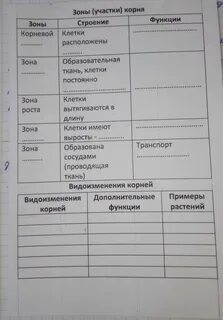 Заполнить таблицу по биологии 6 класс