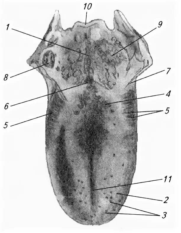 Foot tongue. Строение языка вид сверху. Язык вид сверху анатомия.