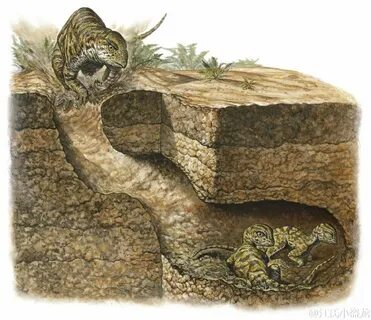 Burrow