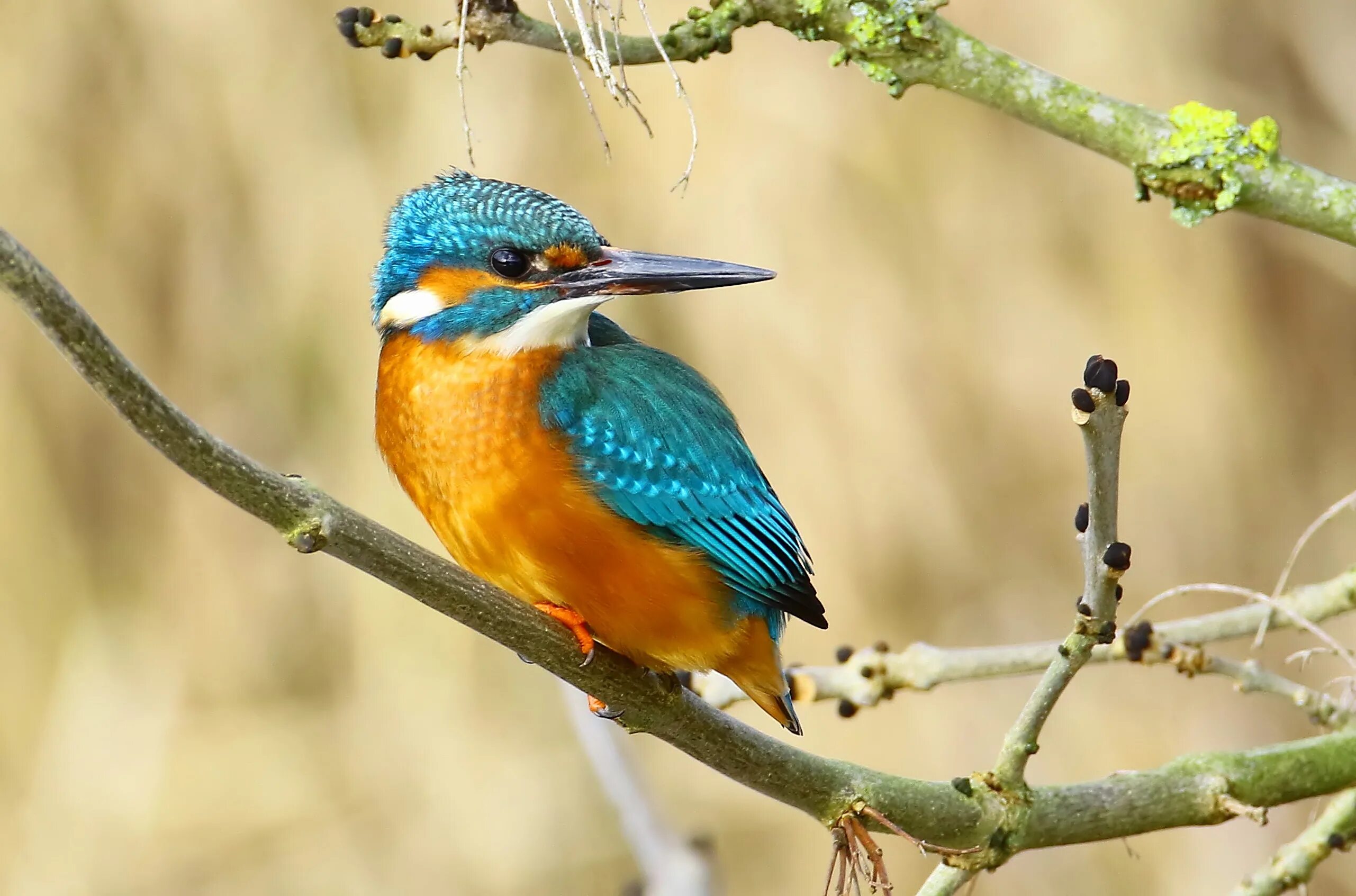 Зимородок геншин. Обыкновенный зимородок. Музыка из зимородка. Музыка из зимородка. Зимородок сибирский.