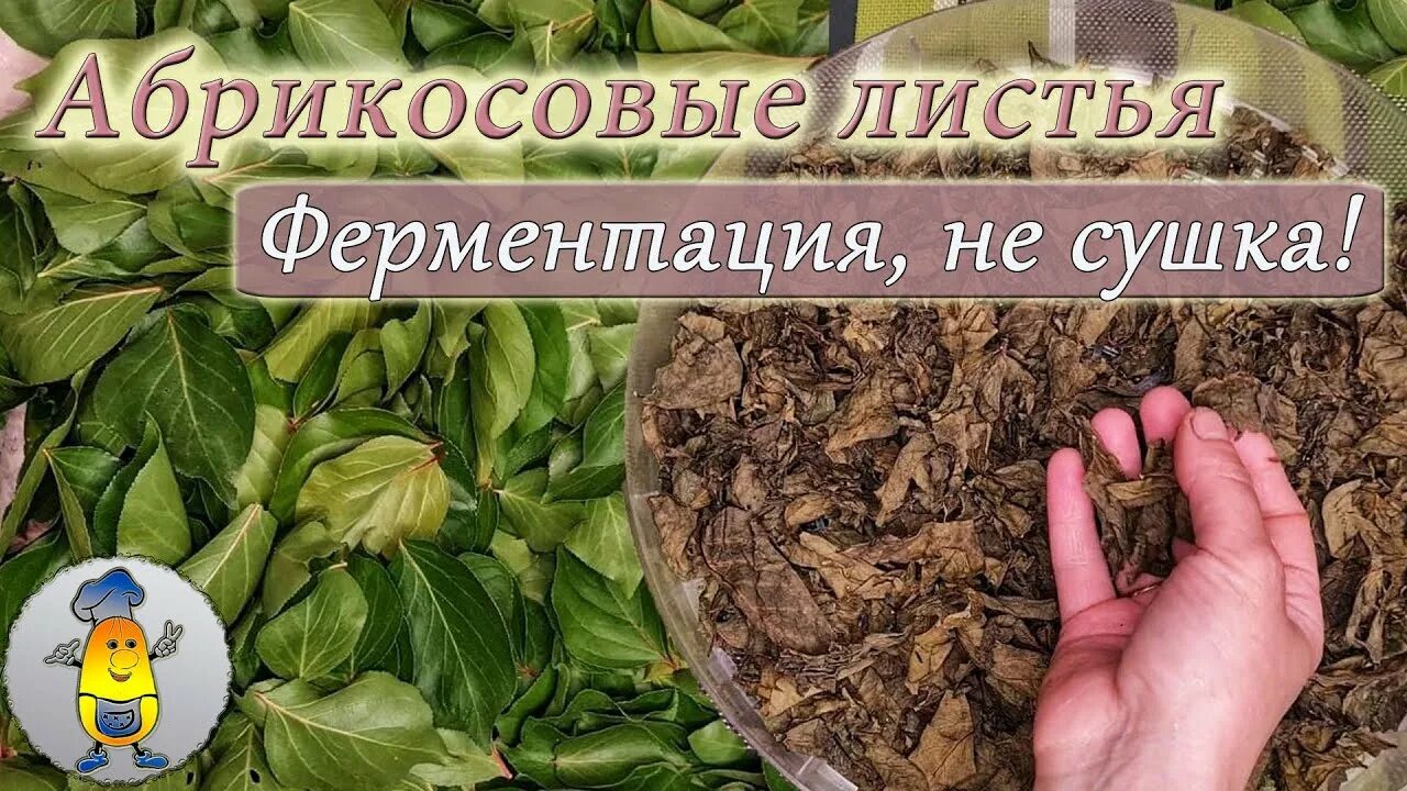 Ферментация листьев видео. Ферментация листьев. ферментация листьев для чая вишни. настойка из листьев тутовника. ферментация листьев яблони для чая в домашних условиях.