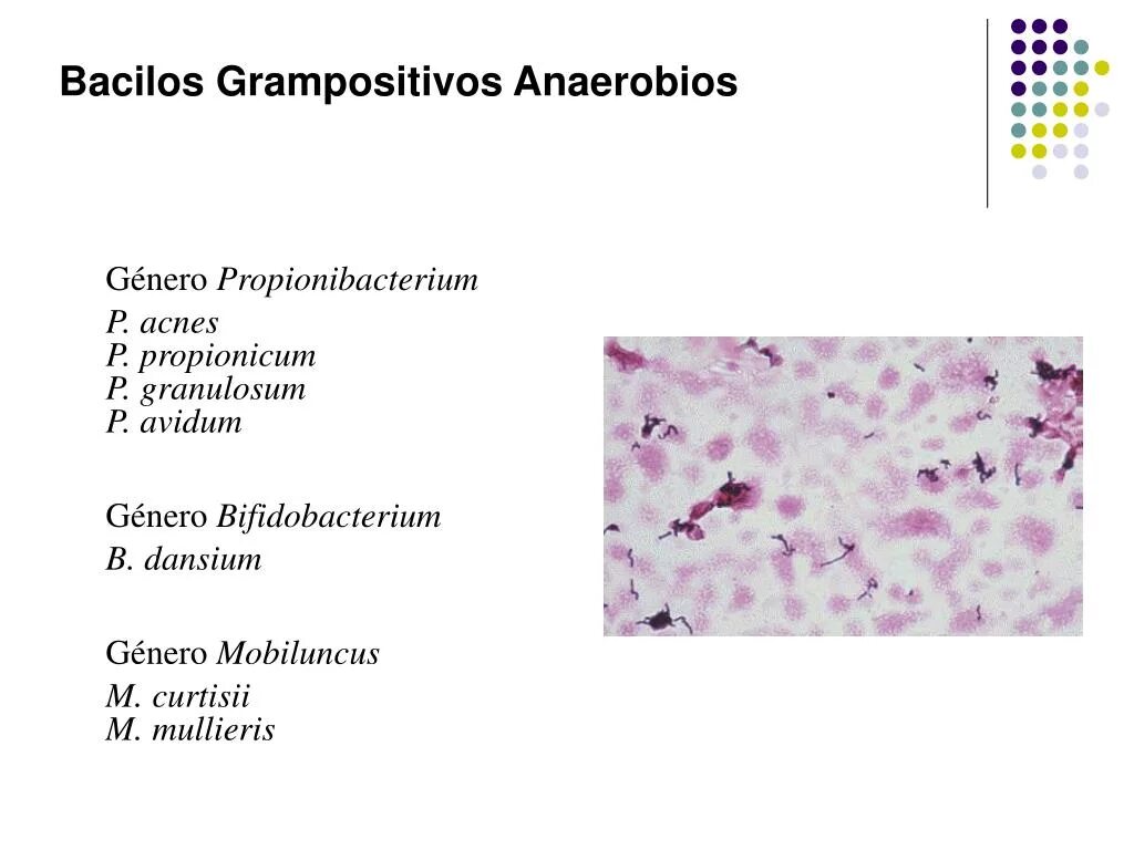 расшифровка анализа на бак посев мазка. условно патогенные коринебактерии. Lactobacillus spp нормальные показатели. норма бак посев на микрофлору из цервикального канала. показатели стафилококка в мазке на флору.