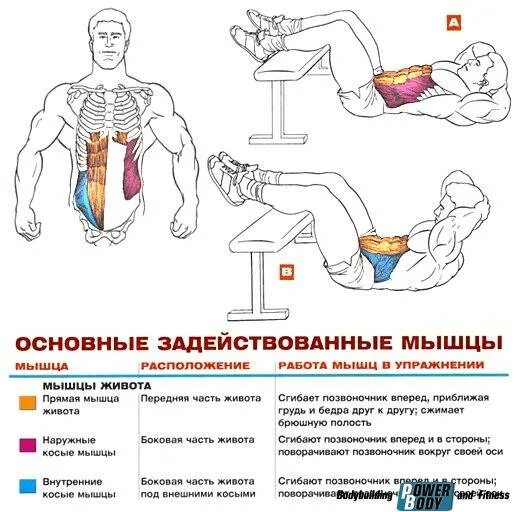 Тренировка брюшных мышц. Упражнения на пресс. занятия для мышц пресса. упражнения и задействованные мышцы. мышцы пресса.