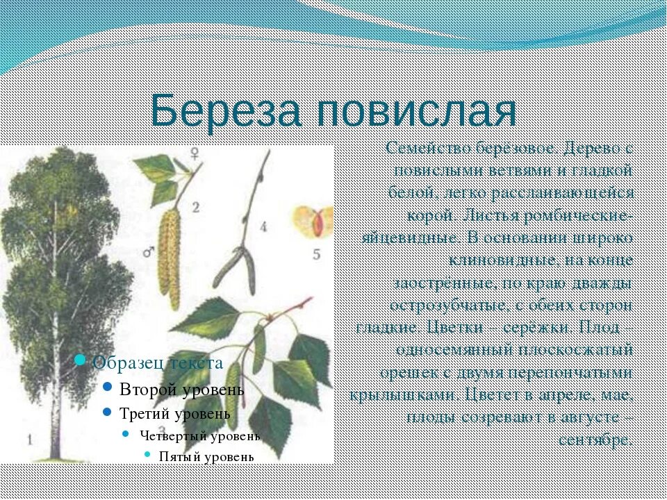 Внешнее строение березы. Паспорт дерева береза повислая. паспорт березы повислой. строение побегов березы повислой. береза повислая паспорт растения.