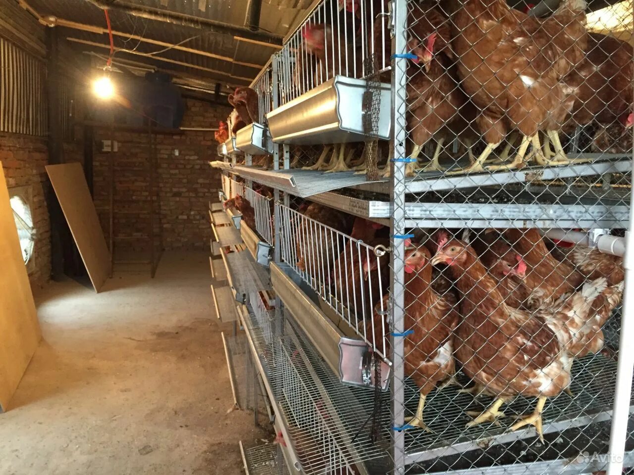 Содержание курочек. Подстилка в курятнике. Мини птицеферма кур несушек. Загон для кур несушек. Разведение кур несушек в домашних условиях для начинающих.