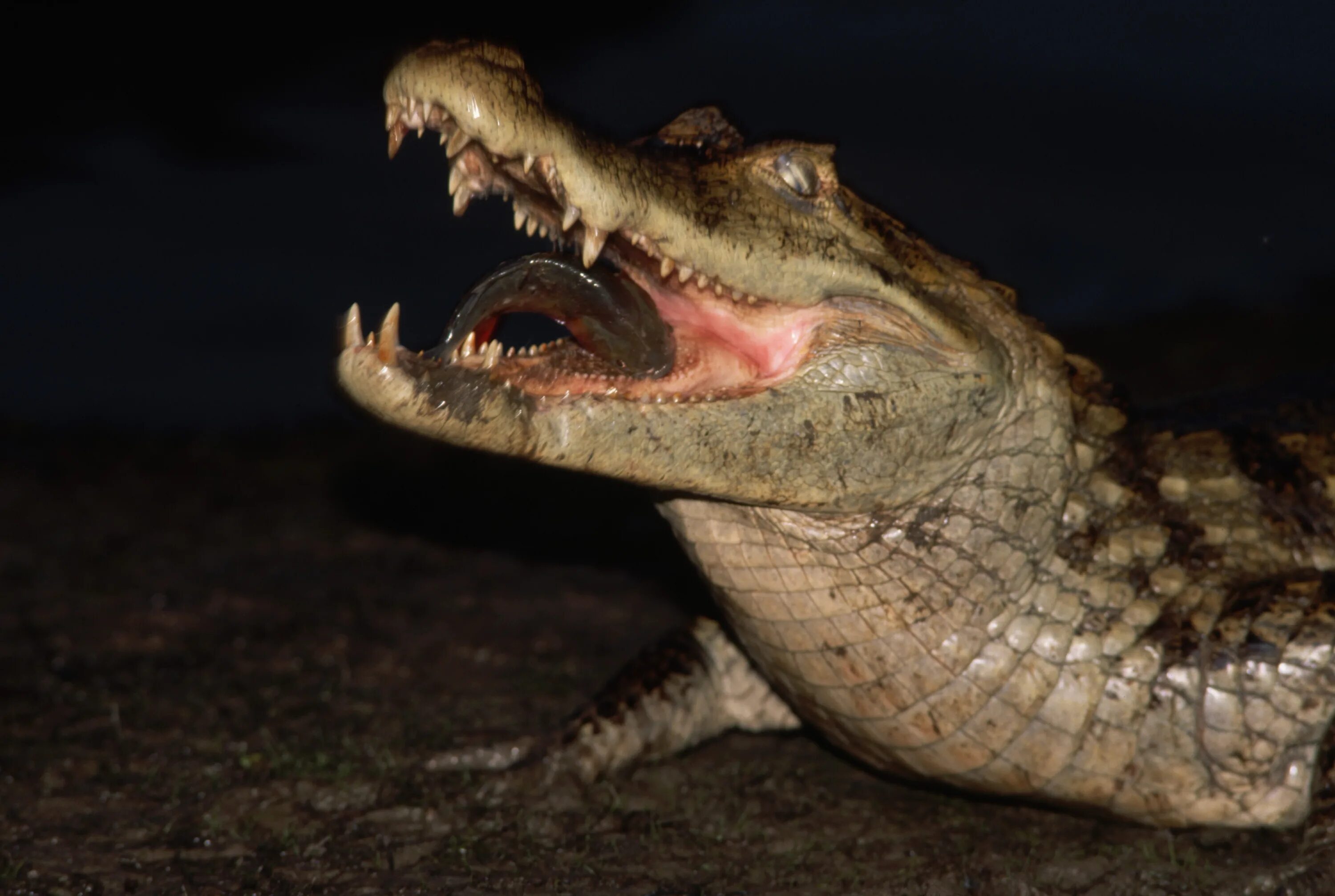 Крокодилы открывают рот. Крокодил с открытым ртом. Крокодил с открытой пастью. Крокодил с ра крытой пастью.
