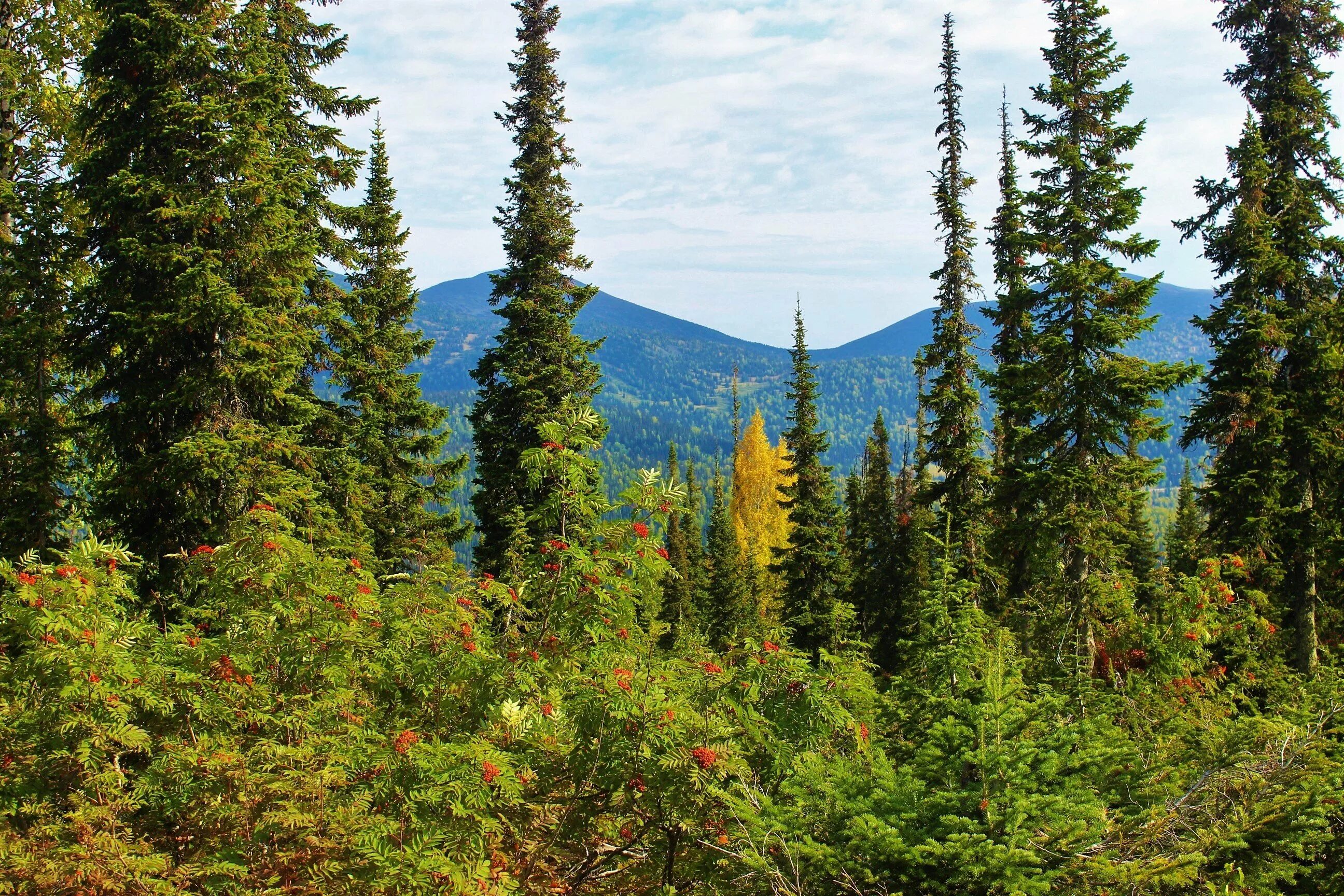 хвойные леса природная зона. хвойные леса природная зона. тайга хвойные леса климат. восточно сибирская тайга. бореальные леса северной америки.
