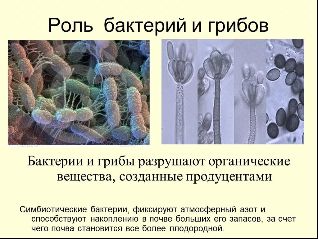 Роль грибов и бактерий. Грибы и бактерии. Бактерии и грибы роль. Роль бактерий.