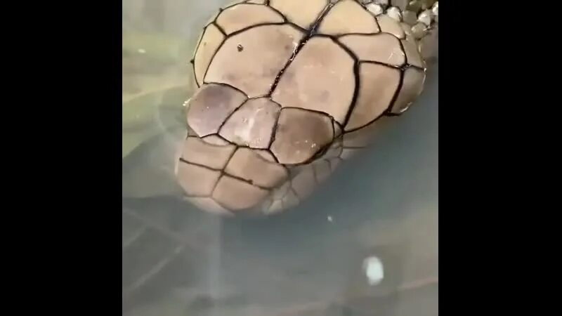 Змея пьет воду. Змеи бухают. Змея пьёт воду видео.