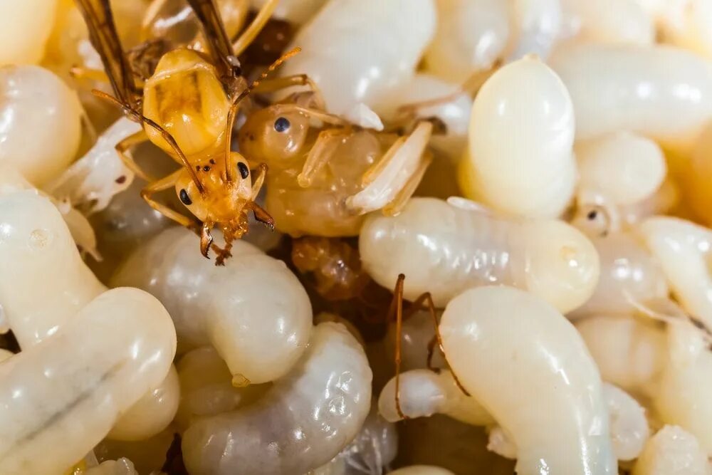 Рыжий лесной муравей личинка. Личинки лесных муравьев. Личинки муравьев (муравьиные яйца). Яйцо муравья. Яйца муравьев на корнях перца.