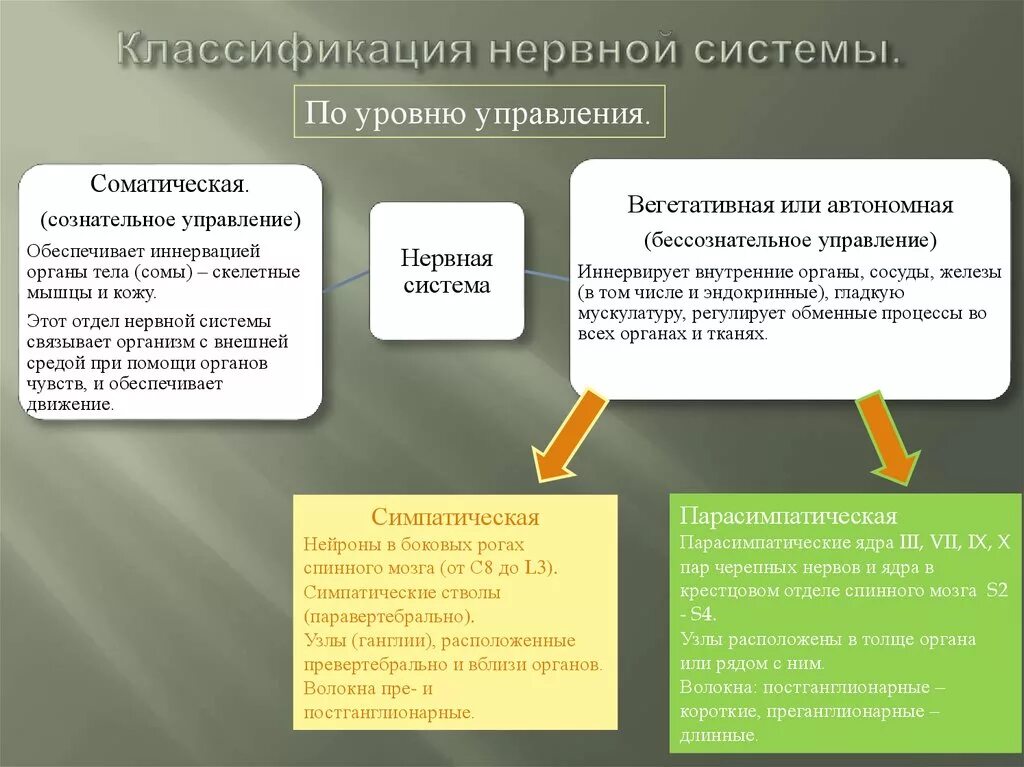 По каким принципам классифицируют отделы нервной системы: найдено 87 изображений