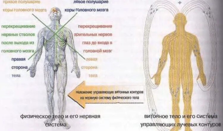 Левая сторона 11. Правая сторона тела. Правая сторона тела это мужская. Левая сторона тела. Правая и левая сторона тела.