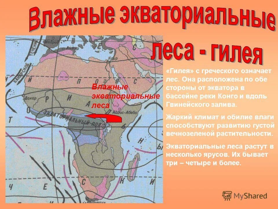 На каких материках планеты нет экваториальных лесов