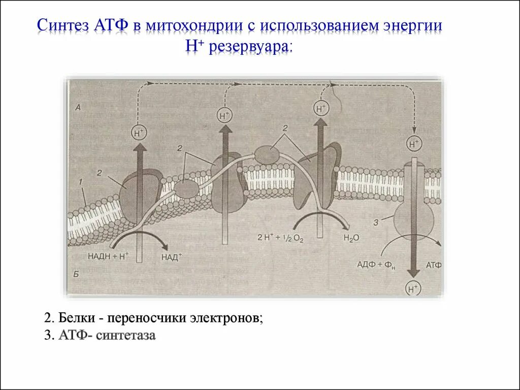 Синтез АТФ В митохондриях схема. АТФ-синтетаза митохондрии осуществляет Синтез АТФ за счет энергии. Энергетический обмен в митохондриях. Белки переносчики используют энергию АТФ.