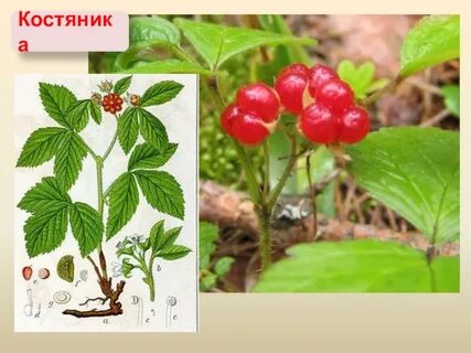 Ягода корень