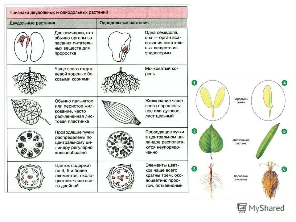 Как отличить двудольные. Различия однодольных и двудольных растений. Признаки однодольных и двудольных. Отличия однодольных и двудольных растений. Признаки однодольных и двудольных таблица.