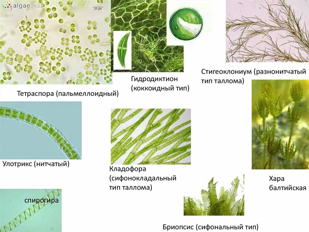 Водоросли дифференцированных клеток. Тип таллома зеленых водорослей. Разнонитчатый таллом. Одноклеточные талломы водорослей. Структуры таллома водорослей.