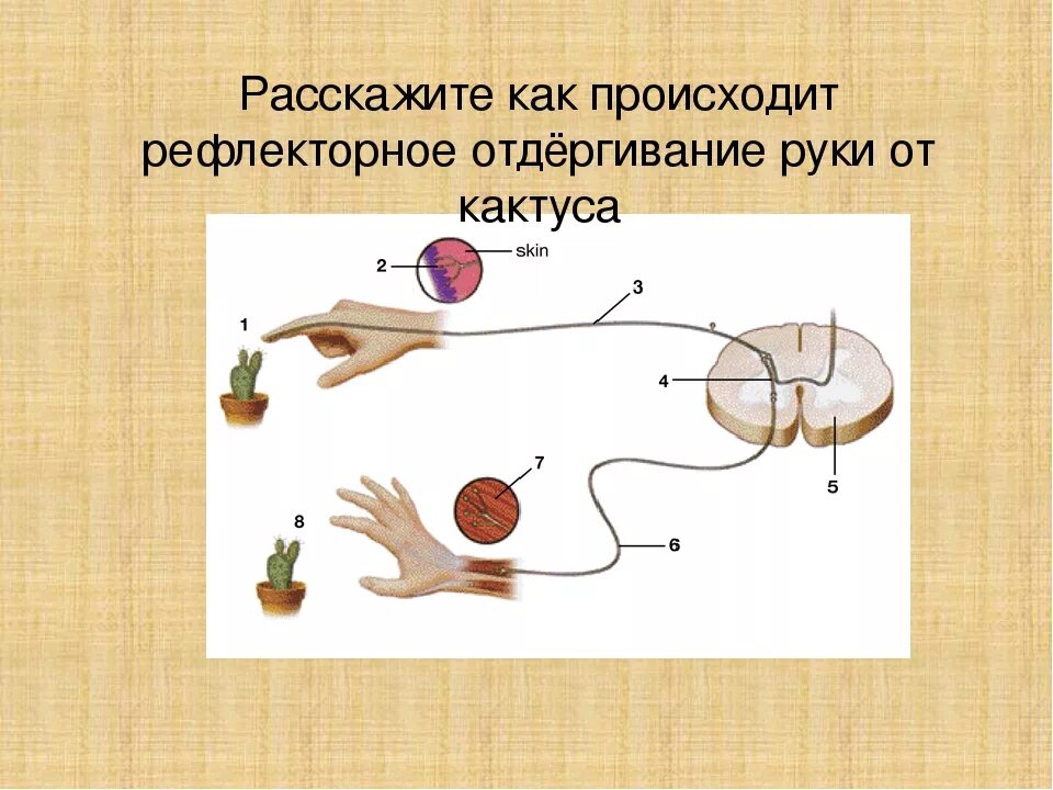 Рефлекс отдергивания руки от горячего. Рефлекторная дуга биология 8 класс. Строение рефлекторной дуги 8 класс биология. Схема рефлекторной дуги биология 8 класс. Элементы рефлекторной дуги.