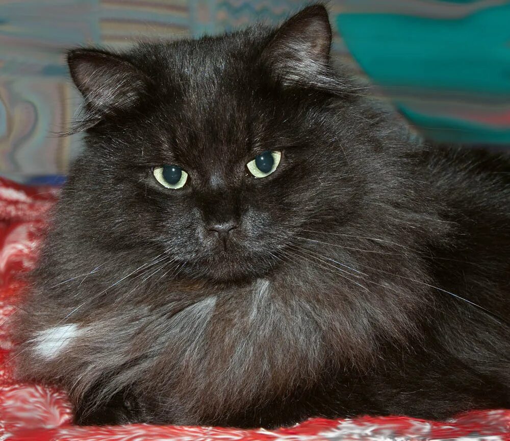 пушистый кот маркиз. кошка маркиза. кошка маркиза. порода маркиз. маркизная порода кошек.