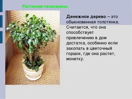 Комнатное растение текст