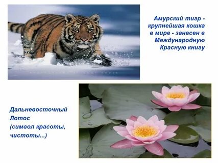 Амурская красная книга