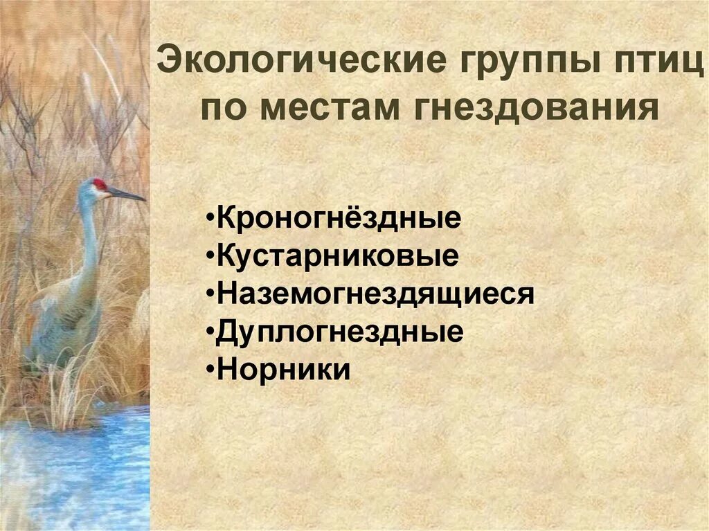 Экологические птицы представители. Экологические группы птиц. Экологические группы птицы кроногнездные. Экологические группы птиц по местам гнездования. Классификация птиц экологическая.