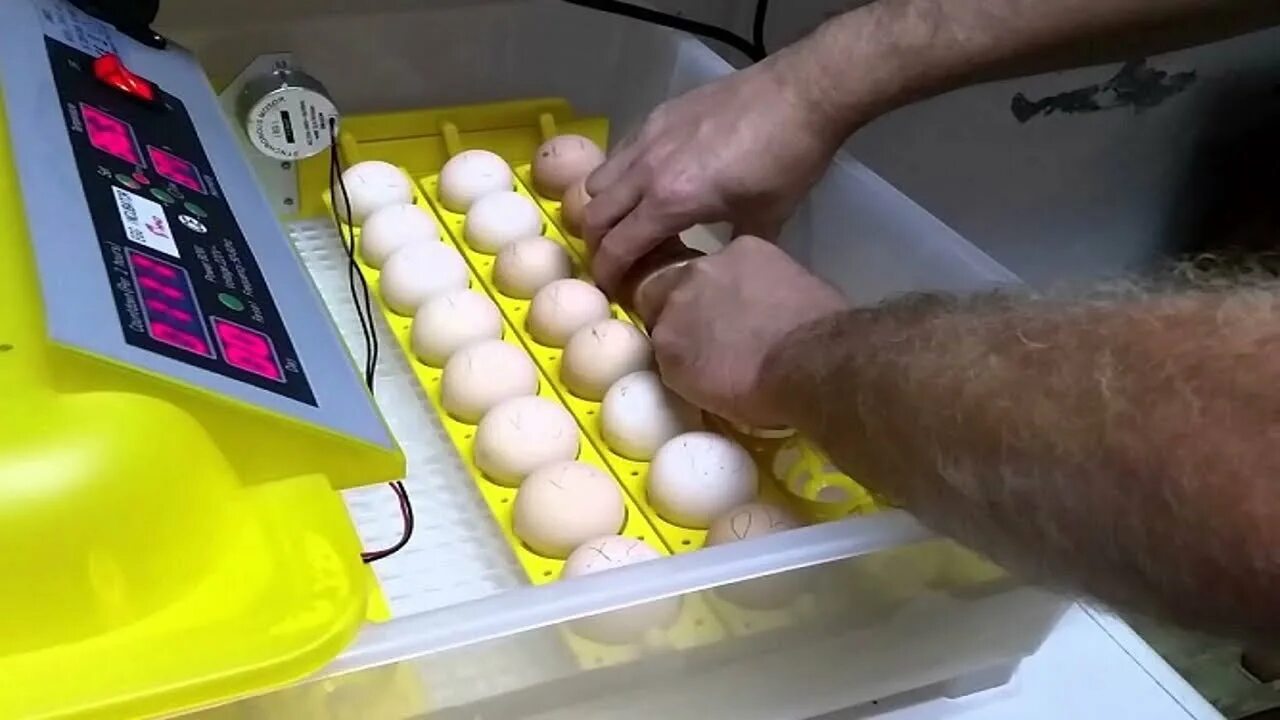 Яйца купить рязань