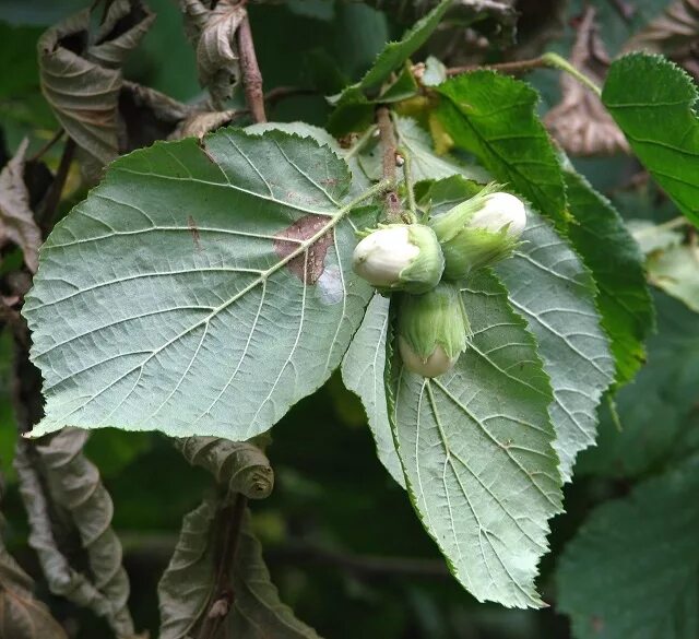 Орех лещина и фундук. Лесной орех лещина. Лесной орех дерево орешник. Дерево фундук лещина. Фундук где.