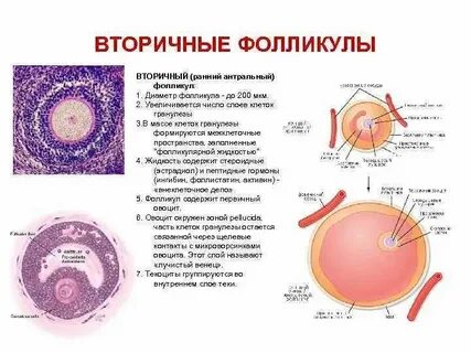 Единичный фолликул что это