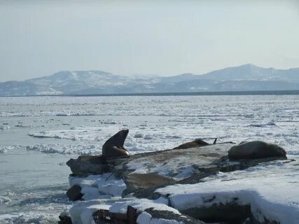 Камчатка в марте