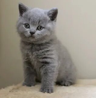 Авито коты британцы