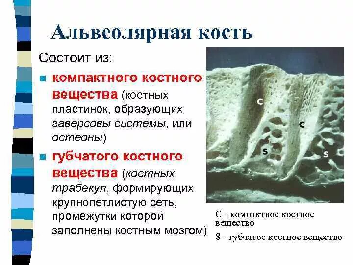 Атрофия альвеолярного отростка верхней челюсти. Классификация атрофии альвеолярного отростка нижней челюсти. Атрофия костной ткани нижней челюсти. Атрофия костной ткани нижней челюсти. Альвеолярный отросток нижней челюсти.
