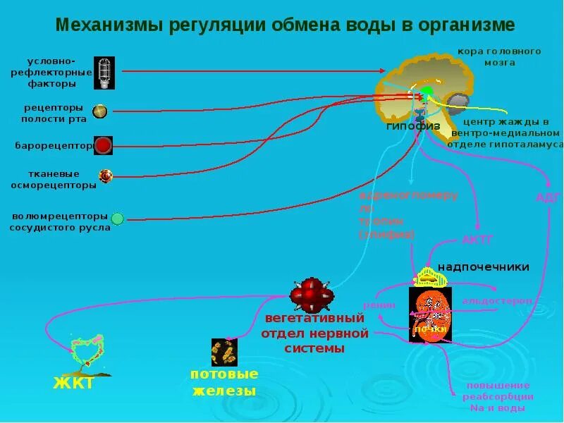 Регуляции водно солевого обмена в организме человека. Обмен воды в организме схема. Регуляция обмена воды в организме. Механизмы регуляции водного обмена в организме. Водный обмен в организме человека схема.