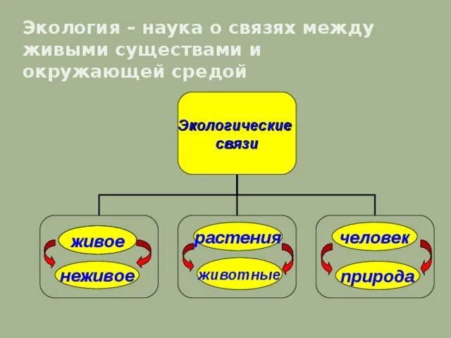 Виды связей в экологии. Примеры экологических связей. Экологическая связь человек природа. Экологические связи человек растения. Связи между живыми существами и окружающей их средой.