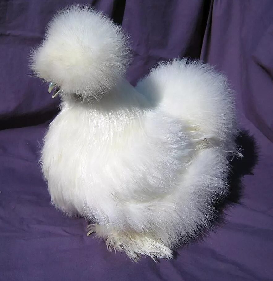 Шелковые куры описание. Китайская шелковая (Silkie Bantam). Китайская шелковая куропатчатая. Китайская хохлатая пуховая курица. Китайская шелковая хохлатая пуховая курица.