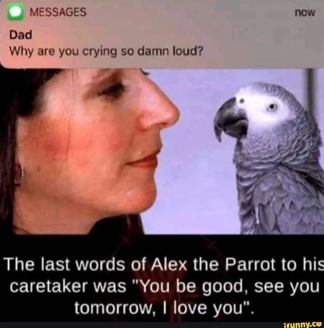 Why are you crying. The first Parrot is very funny стихотворение. His Parrot. Damn why are you crying.