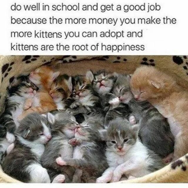 How many kittens the cat got
