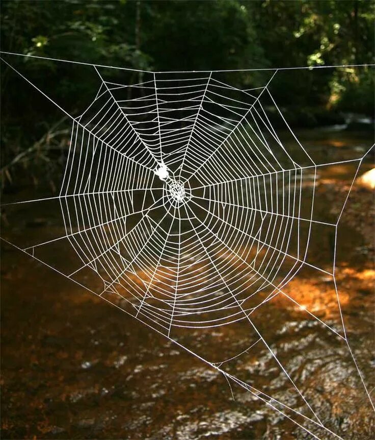 Nyf spiders