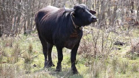 Manda bala ariis