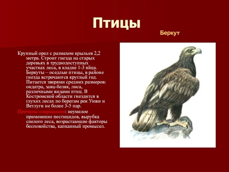 Орел птица сообщение. Птицы Костромской области занесенные в красную книгу. Животные красной книги Костромской. Животные и птицы красной книги Владимирской области. Животные из красной книги Владимирской области.