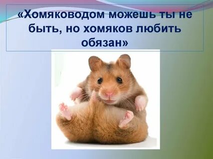 Любящий хомяк