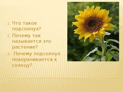 Чем полезен свежий подсолнух