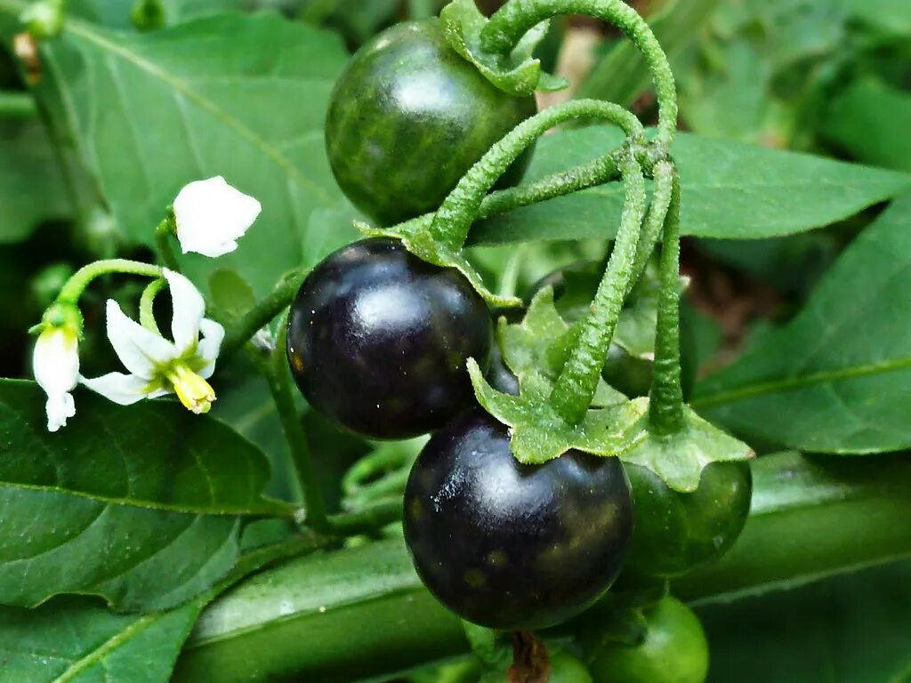 Паслен обыкновенный. Паслён чёрный. Паслен Сараха. Пасленовые (Solanaceae. Паслен черный представители