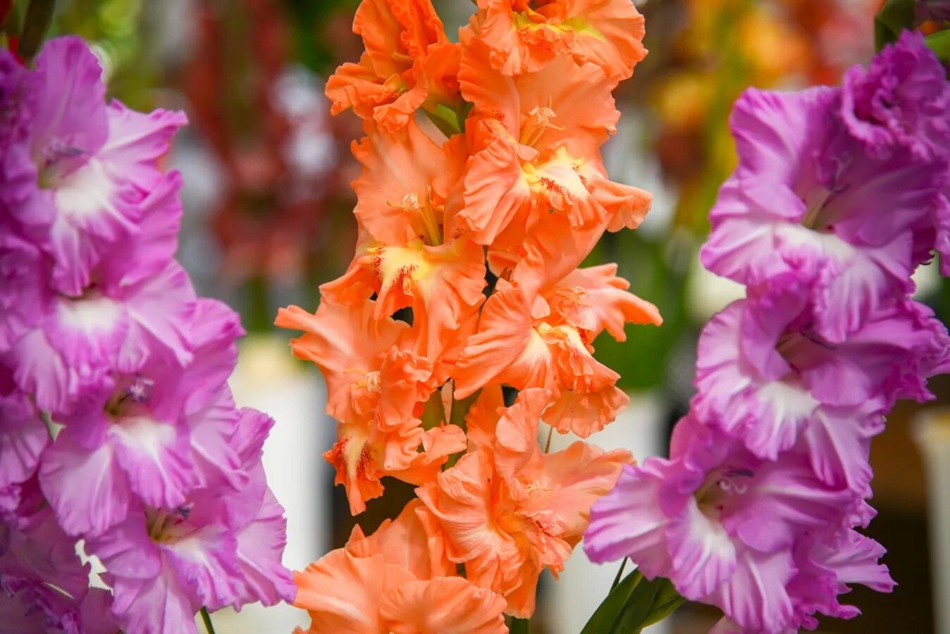 гладиолус шпажник. гладиолус канадиан сансет. гладиолус страны. гладиолус (крупноцветковый) - фёст блад. гладиолус страны.